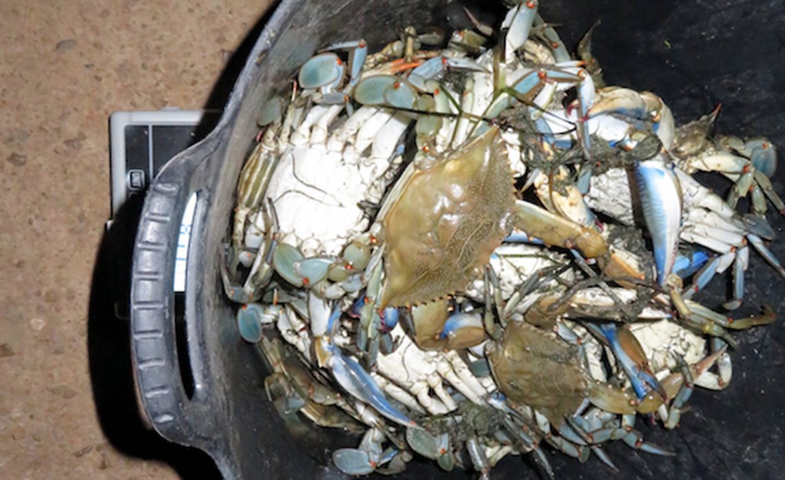 La Guàrdia Civil intervé més de 50 quilos de cranc blau al Delta