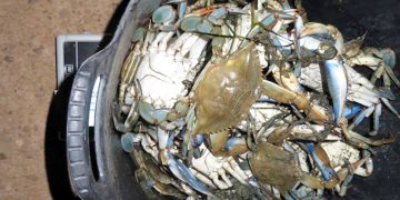 La Guàrdia Civil intervé més de 50 quilos de cranc blau al Delta