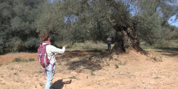 Les oliveres mil·lenàries del Sénia s’uneixen a la Ruta Cultural Europea de l’Olivera
