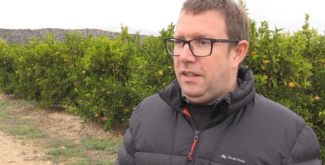 La clementina, protagonista dels menús a Alcanar i les Cases