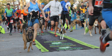 Aquest diumenge es celebrarà la novena edició de la Cursa l’Aldea Pla dels Catalans 2019