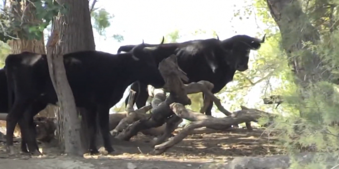 Palmer: ‘Els bous de l’illa de Vinallop són un símbol del territori’