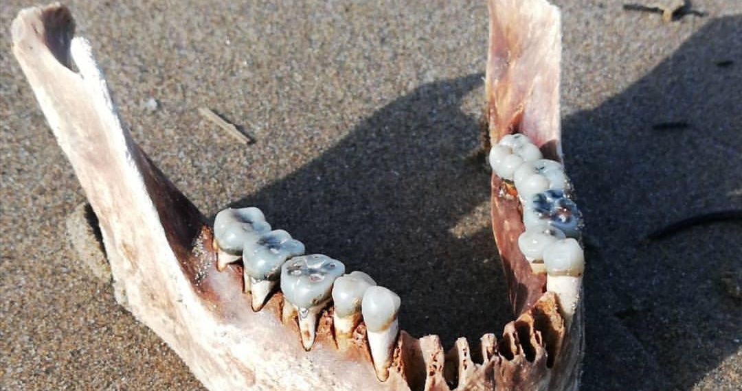 Apareix una mandíbula humana a la platja del Trabucador
