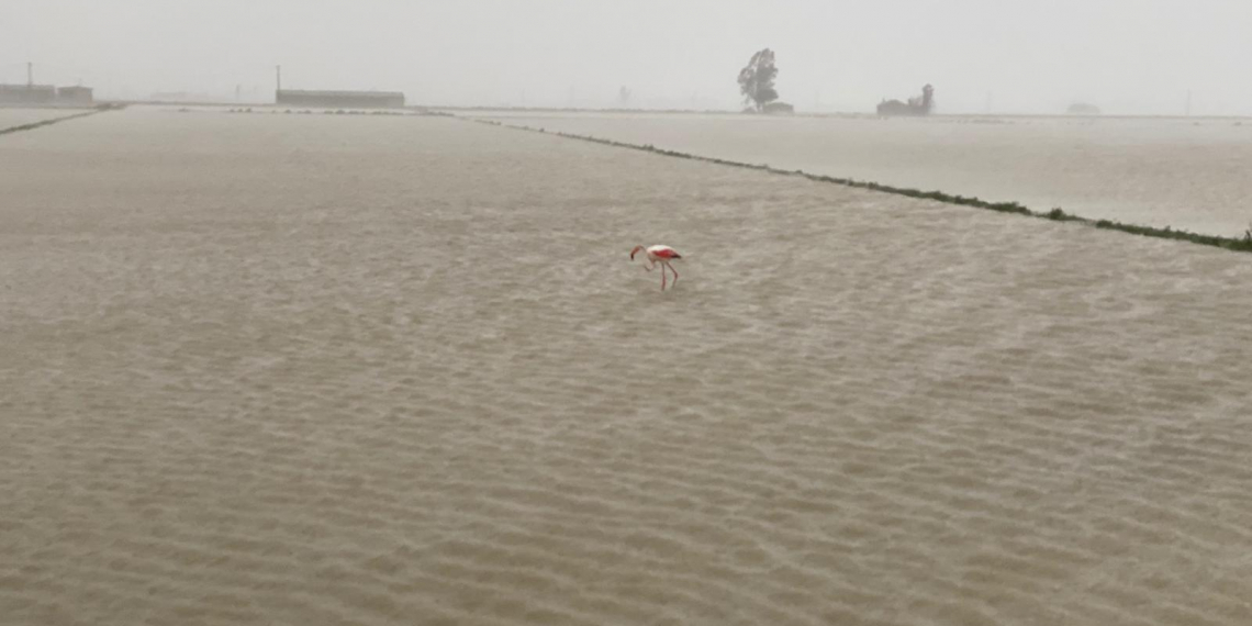 El temporal Glòria inunda el Delta de l’Ebre