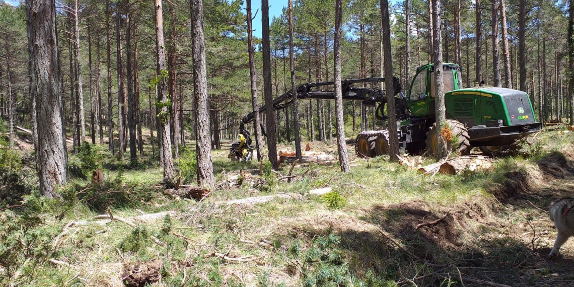 Ecologistes denuncien davant Fiscalia la tala controlada al bosc públic de Refalgarí, als Ports