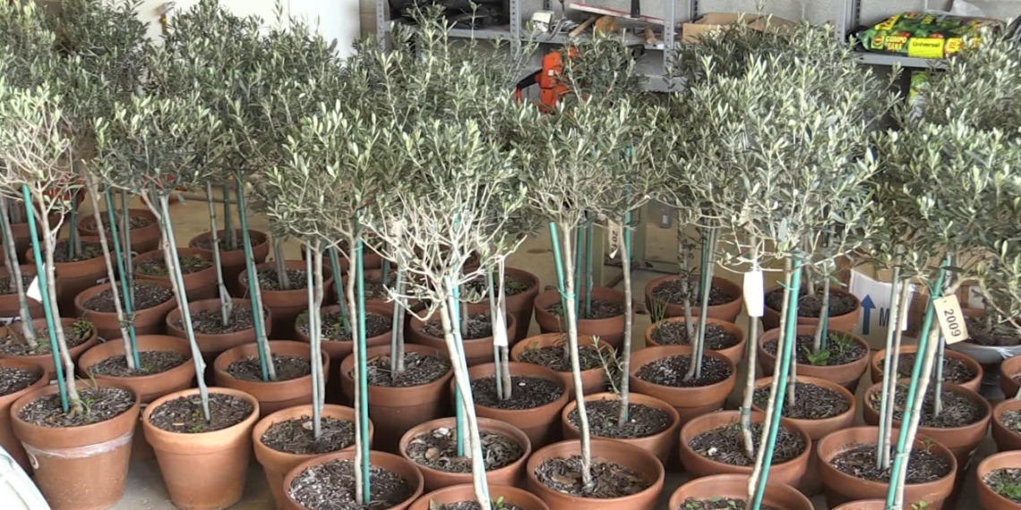 La Fundació Blanquera dona 70 oliveres per recuperar el paisatge de la Ribera d’Ebre