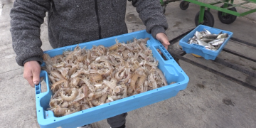 Inici de les VII Jornades Gastronòmiques de la Galera