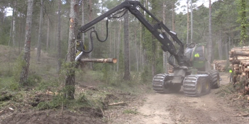 Ecologistes denuncien davant Fiscalia la tala controlada al bosc públic de Refalgarí