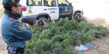 Decomissen a Tortosa més de 100 quilos de llentiscle recol·lectat sense autorització