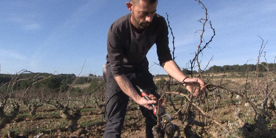 El temporal Glòria beneficia la vinya de la Terra Alta