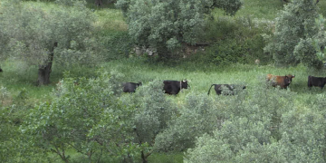 Preocupació dels ramaders pel futur dels caps de bestiar si no hi ha ingressos