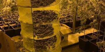 Troben 3.000 plantes de marihuana en una nau del polígon Catalunya Sud a Tortosa