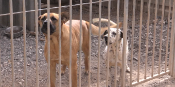 Els abandonaments de gossos adults es redueixen un 90% durant el Covid-19