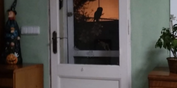 El ‘rewilding’ o la natura salvatge que creix a les ciutats amb el confinament