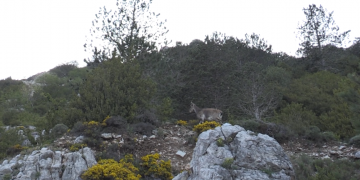 Natura en estat pur al Parc Natural dels Ports