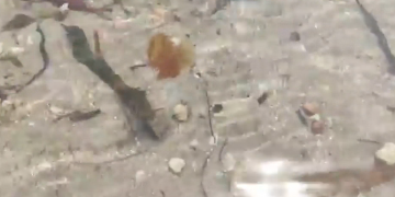 Arriben les primeres meduses luminiscents a les platges ebrenques