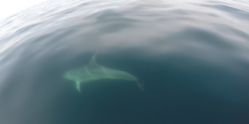 Dofins juganers a la costa de l’Ametlla de Mar