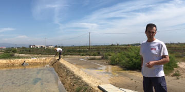 Estudien cultivar cloïsses en camps d’arròs salinitzats per protegir-les del cranc blau