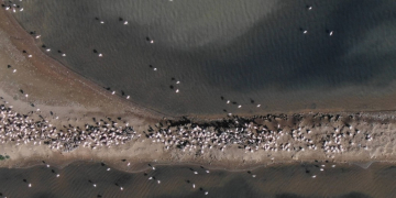 Rècord històric de flamencs al Delta amb 4.303 parelles reproductores