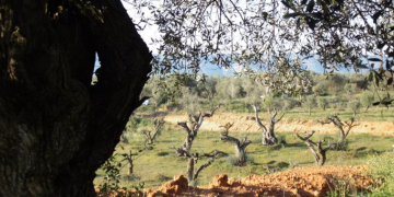Salvem lo Montsià considera ‘insuficient’ la llei de protecció de les oliveres monumentals