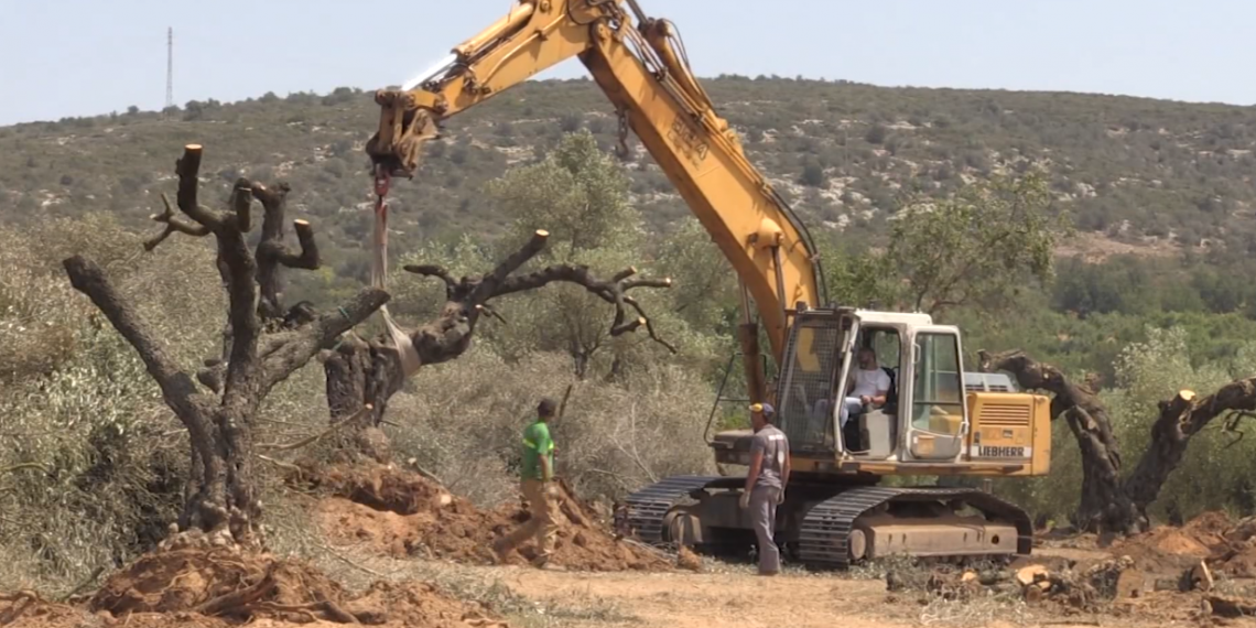 El Parlament prohibeix l’espoli d’oliveres monumentals