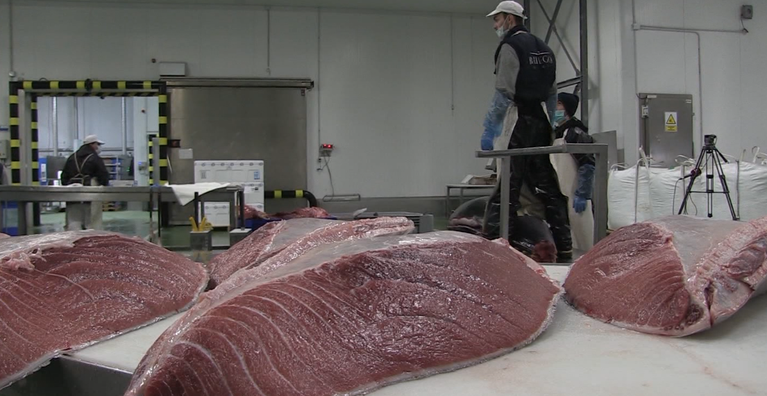 Balfegó completa la captura de tonyina roja en menys de quatre dies