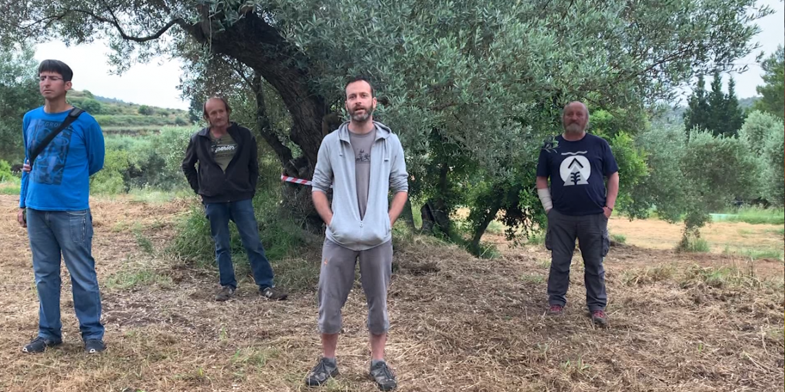 Els ecologistes consideren que la llei d’oliveres es queda ‘a mig camí’