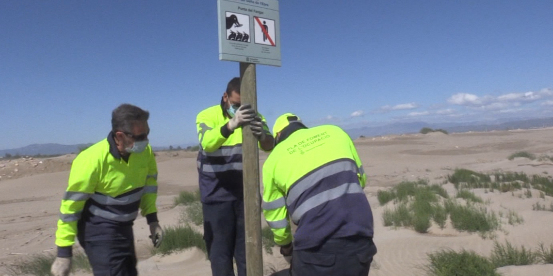 Delimiten 30 quilòmetres del litoral del delta per la nidificació d’ocells