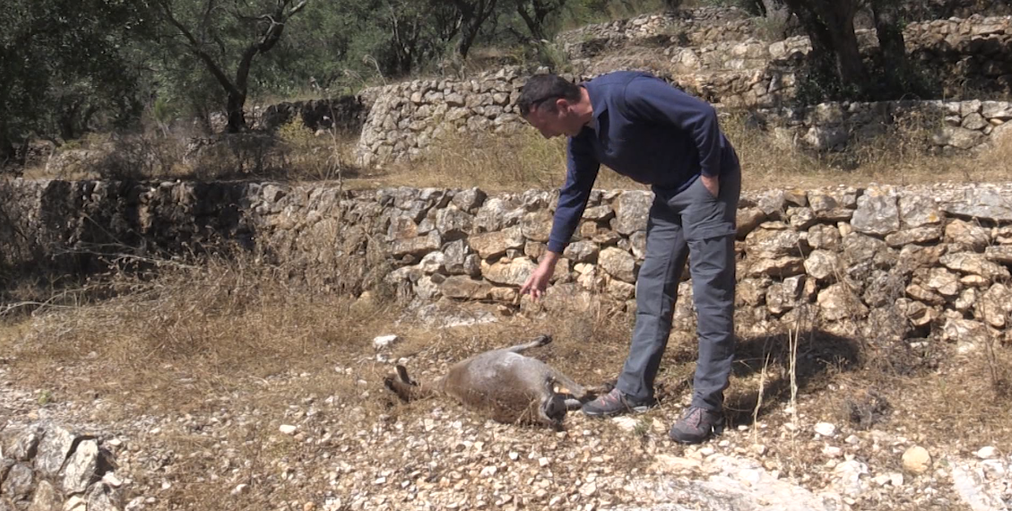 UP calcula que la població de cabra salvatge del Ports s’ha reduït un 85% per la sarna