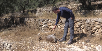 UP calcula que la població de cabra salvatge del Ports s’ha reduït un 85% per la sarna