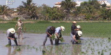 Fa un any: 22a Festa de la Plantada de l’Ampolla