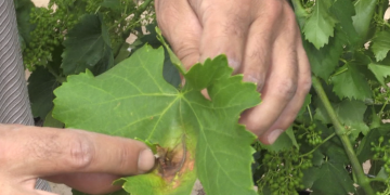 La primavera humida fa aparèixer el míldiu a les vinyes de la Terra Alta