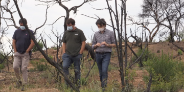 La reforestació dels terrenys de l’incendi de la Ribera d’Ebre redueix el risc d’erosió