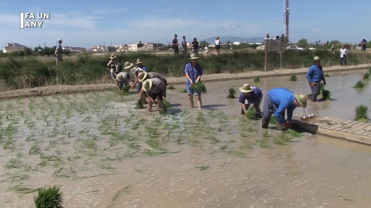 Fa un any: Festa de la plantada de Sant Jaume