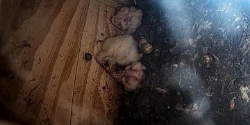 Instal·len una webcam per seguir en directe el període de cria de mifes al delta de l’Ebre