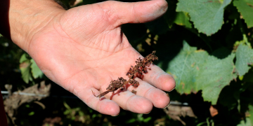 Unió de Pagesos demanarà ajuts a Agricultura per pal·liar les “greus” afectacions del míldiu a les vinyes