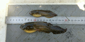 Incrementen els mostrejos per intentar eradicar la granota toro del delta de l’Ebre