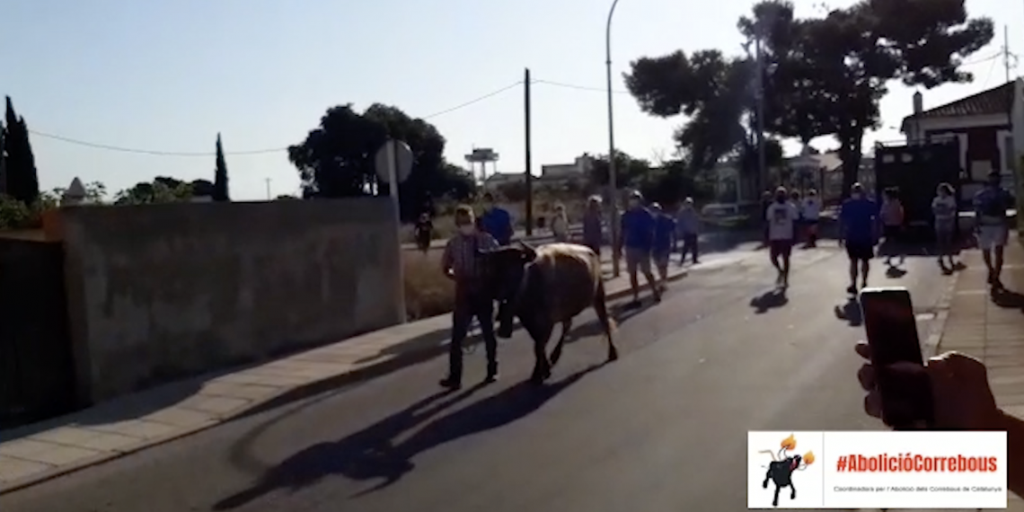 Nova Eucària denuncia l’acte amb un bou celebrat a Santa Bàrbara