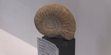 El Museu de Santa Bàrbara mostra la col·lecció de fòssils i minerals més important de l’Ebre