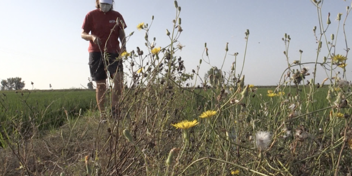 La vegetació als marges dels arrossars, nova eina contra les plagues i l’erosió del Delta