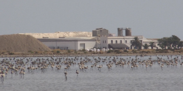Alerten que perillen els flamencs al Delta si s’atura l’activitat d’Infosa