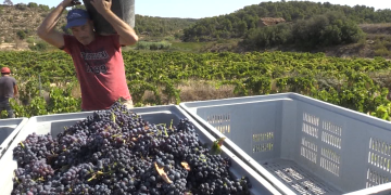 UP demana un preu mínim de raïm de 40 cèntims per quilo a la Terra Alta