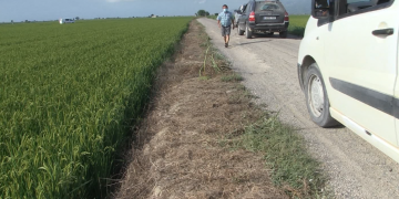 ASAJA denuncia el mal estat dels camins als arrossars d’Amposta a pocs dies de la sega