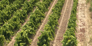 La Terra Alta contractarà treballadors de proximitat per a la campanya de la verema