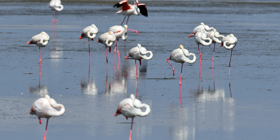 Infosa alerta que la colònia de flamencs del Delta podria ‘estar en perill’ si el trencament del Trabucador atura l’activitat salinera