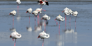 Infosa alerta que la colònia de flamencs del Delta podria ‘estar en perill’ si el trencament del Trabucador atura l’activitat salinera