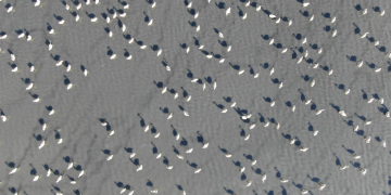 El Delta torna a registrar un màxim històric de parelles i polls nascuts a la colònia de flamencs de les salines de la Trinitat