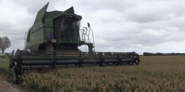 El sector agrari del Delta reclama més actuacions per evitar la intrusió del mar