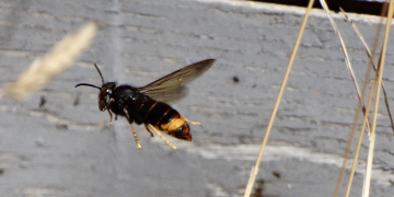 Confirmada la presència de la vespa asiàtica a les Terres de l’Ebre