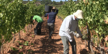 Els pagesos reclamen uns preus més alts per als raïms destinats a les DO